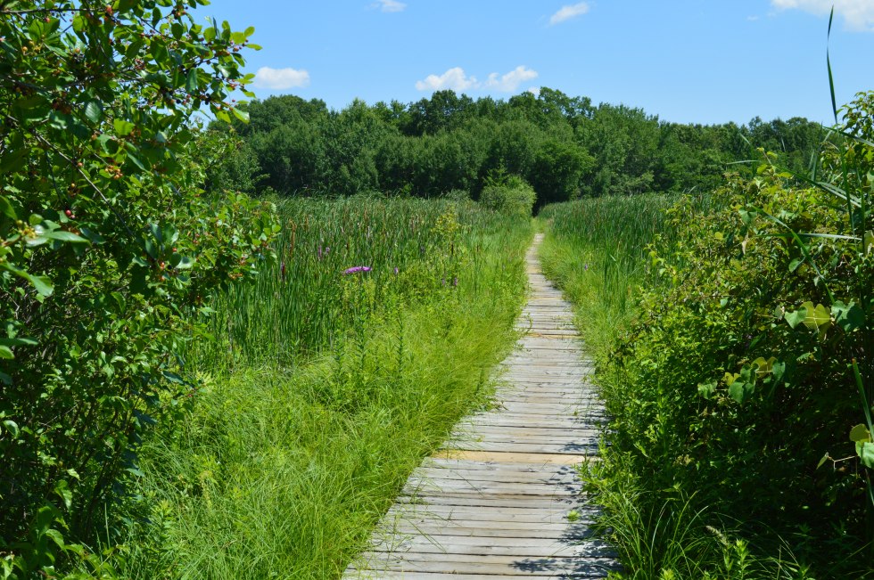 Cutler Park in Needham, MA